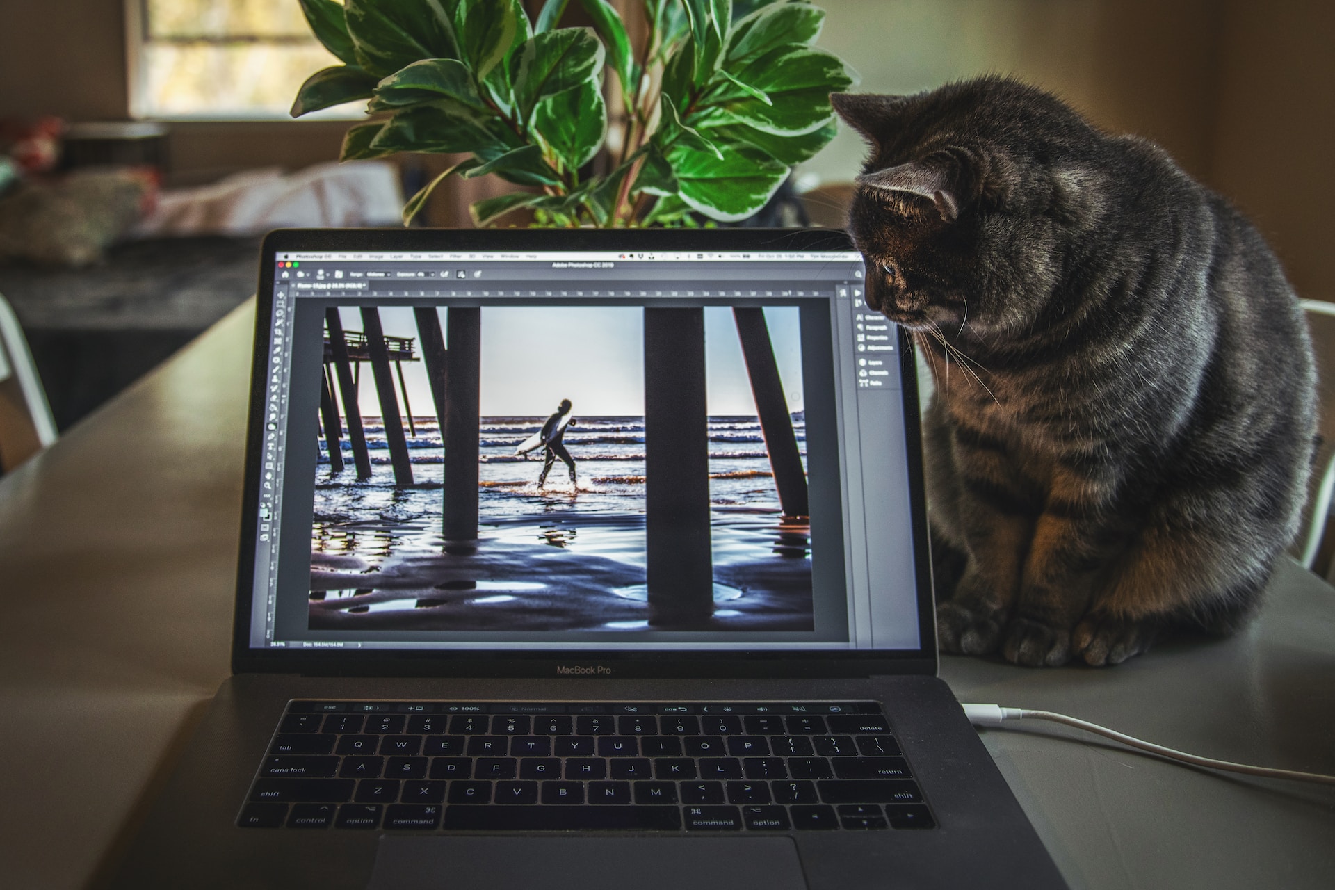 A cat looking at a laptop that is running Adobe Photoshop